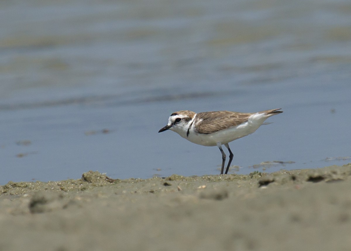 Kentish Plover (Hanuman) - ML611047905