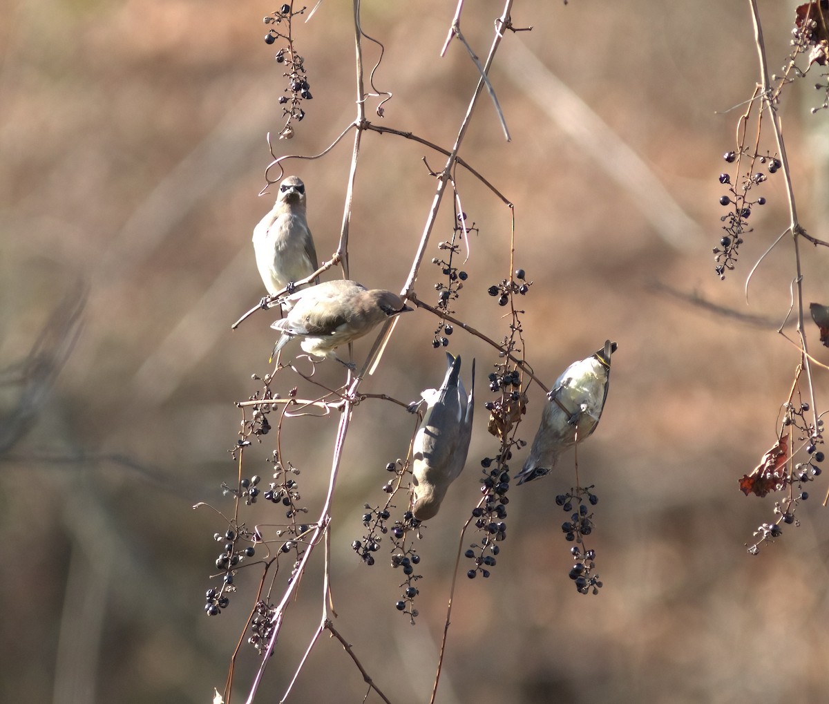 Cedar Waxwing - ML611047908