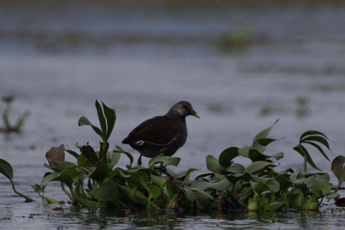 Common Gallinule - ML611047934