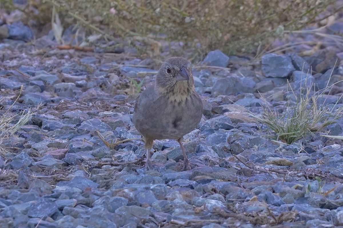 Canyon Towhee - ML611047937