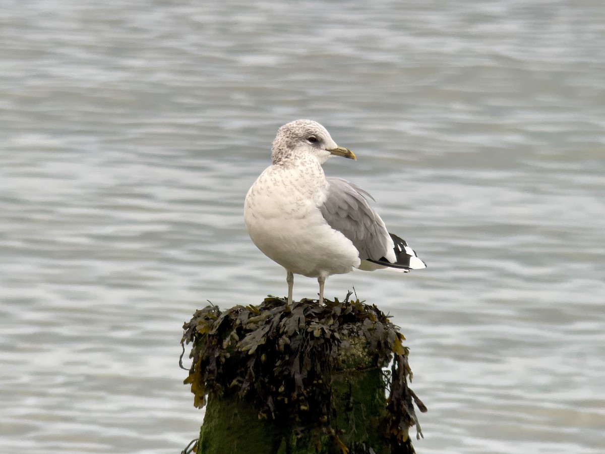 Common Gull - ML611047966