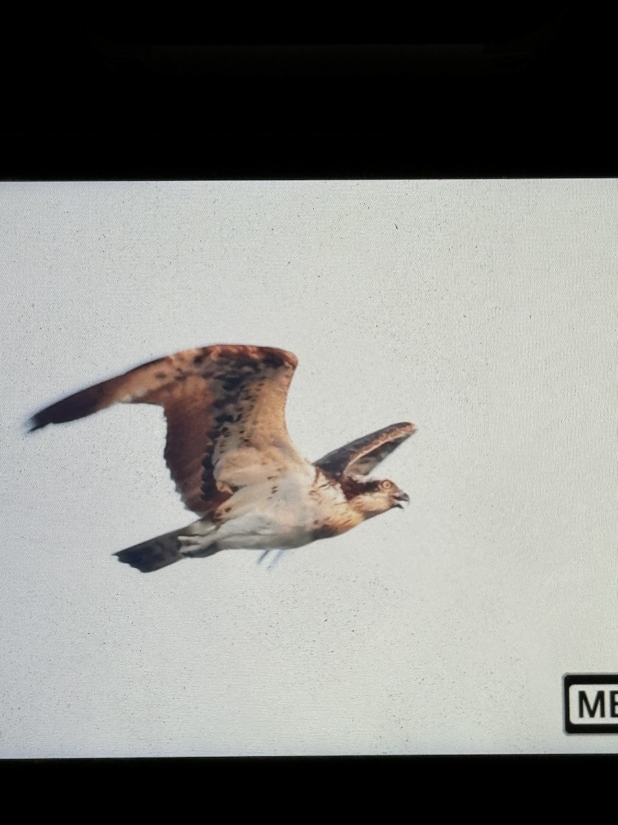 Águila Pescadora - ML611047968