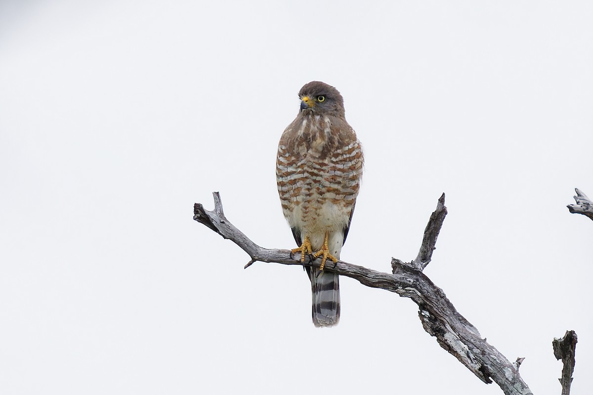 Roadside Hawk - Robert Doster