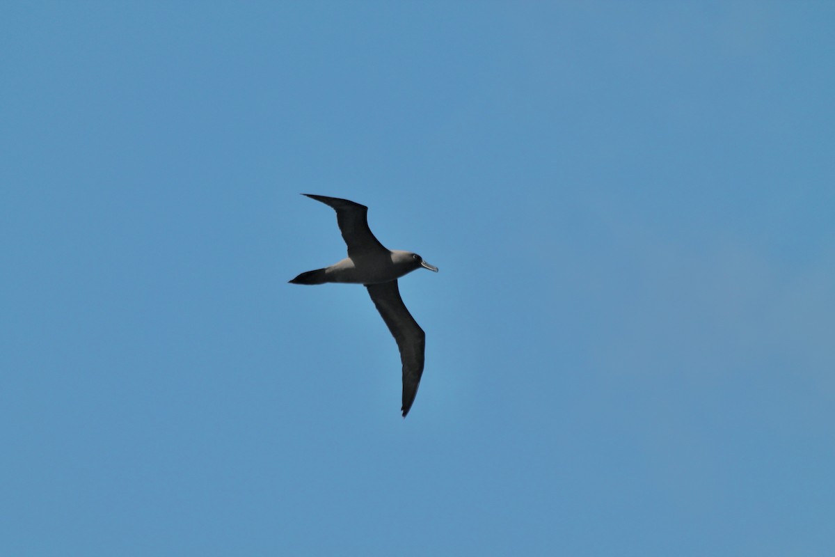 Sooty Albatross - ML611047996