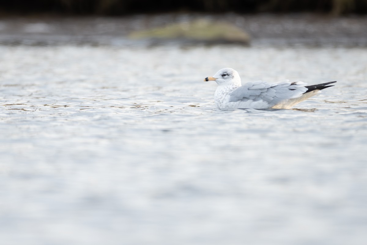 Gaviota de Delaware - ML611048006