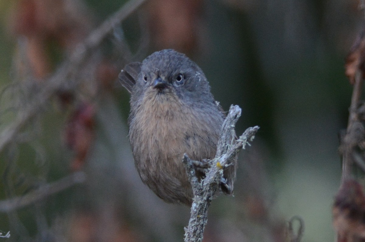 Wrentit - David Roberts