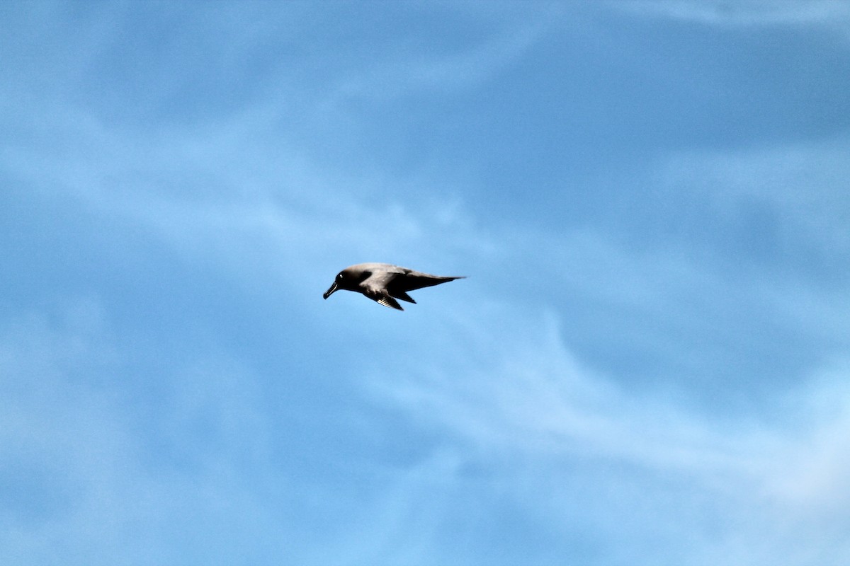 Sooty Albatross - ML611048046