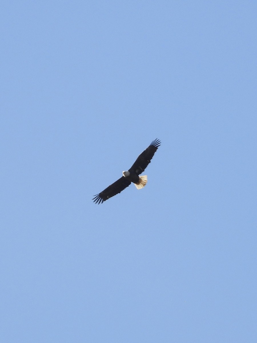 Bald Eagle - ML611048062