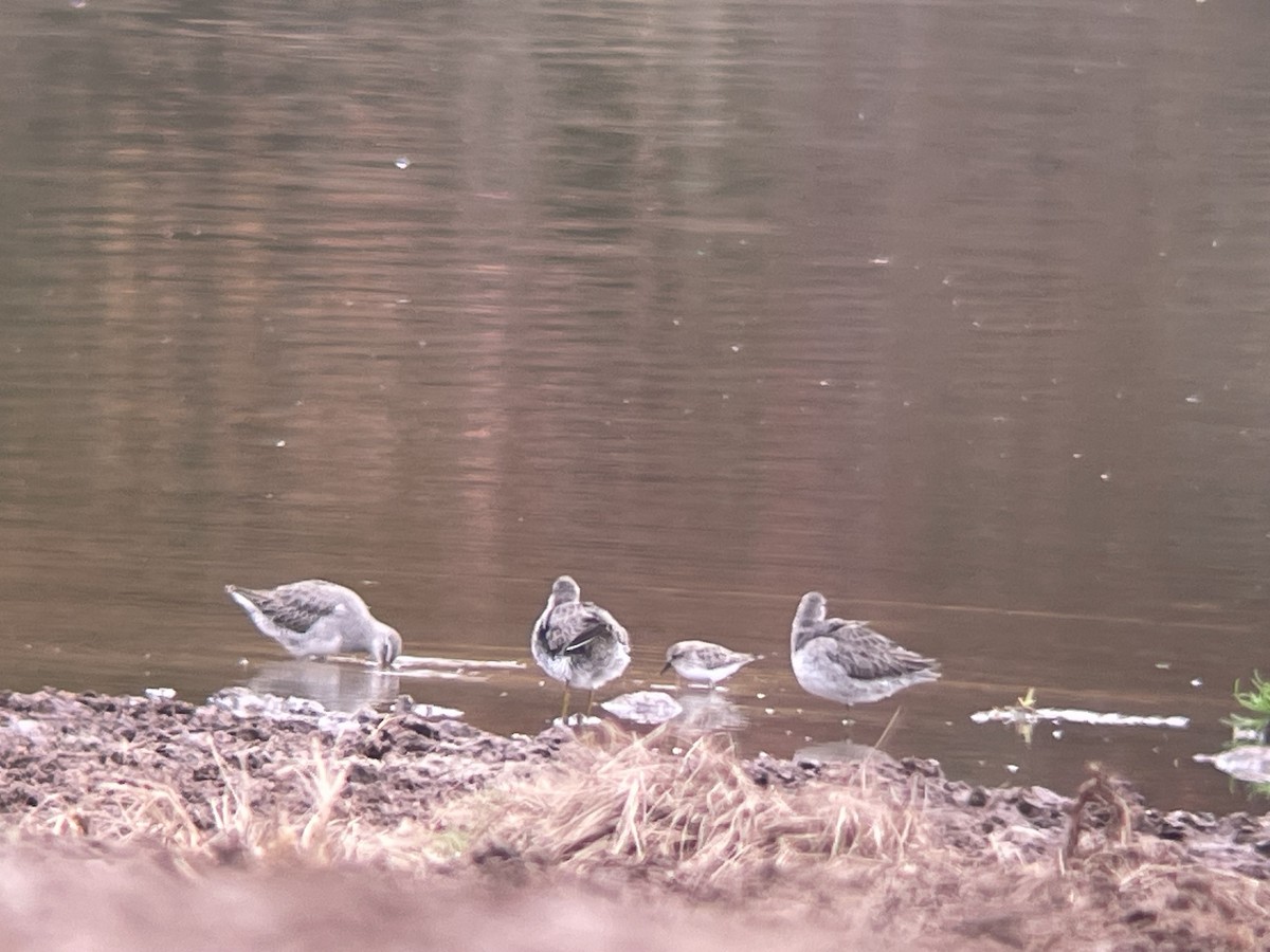 kortnebbekkasinsnipe/langnebbekkasinsnipe - ML611048063