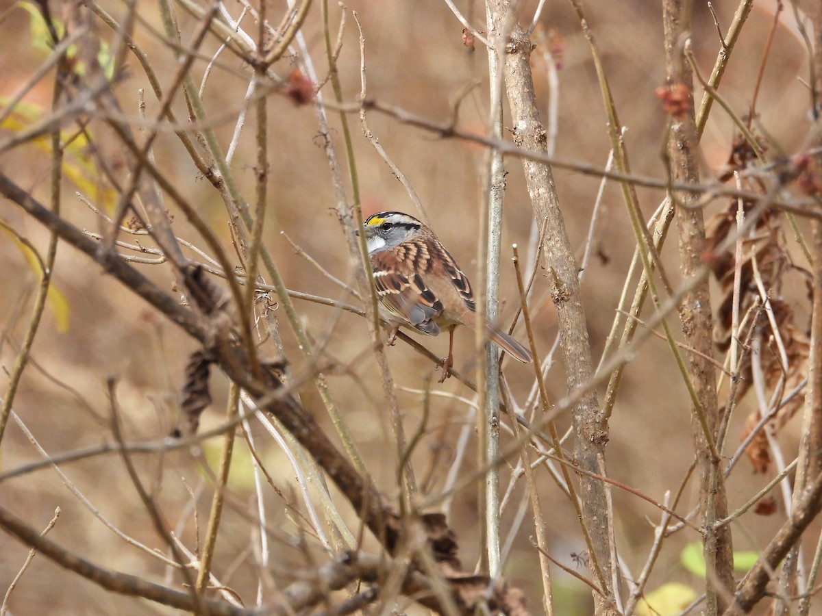 White-throated Sparrow - ML611048082