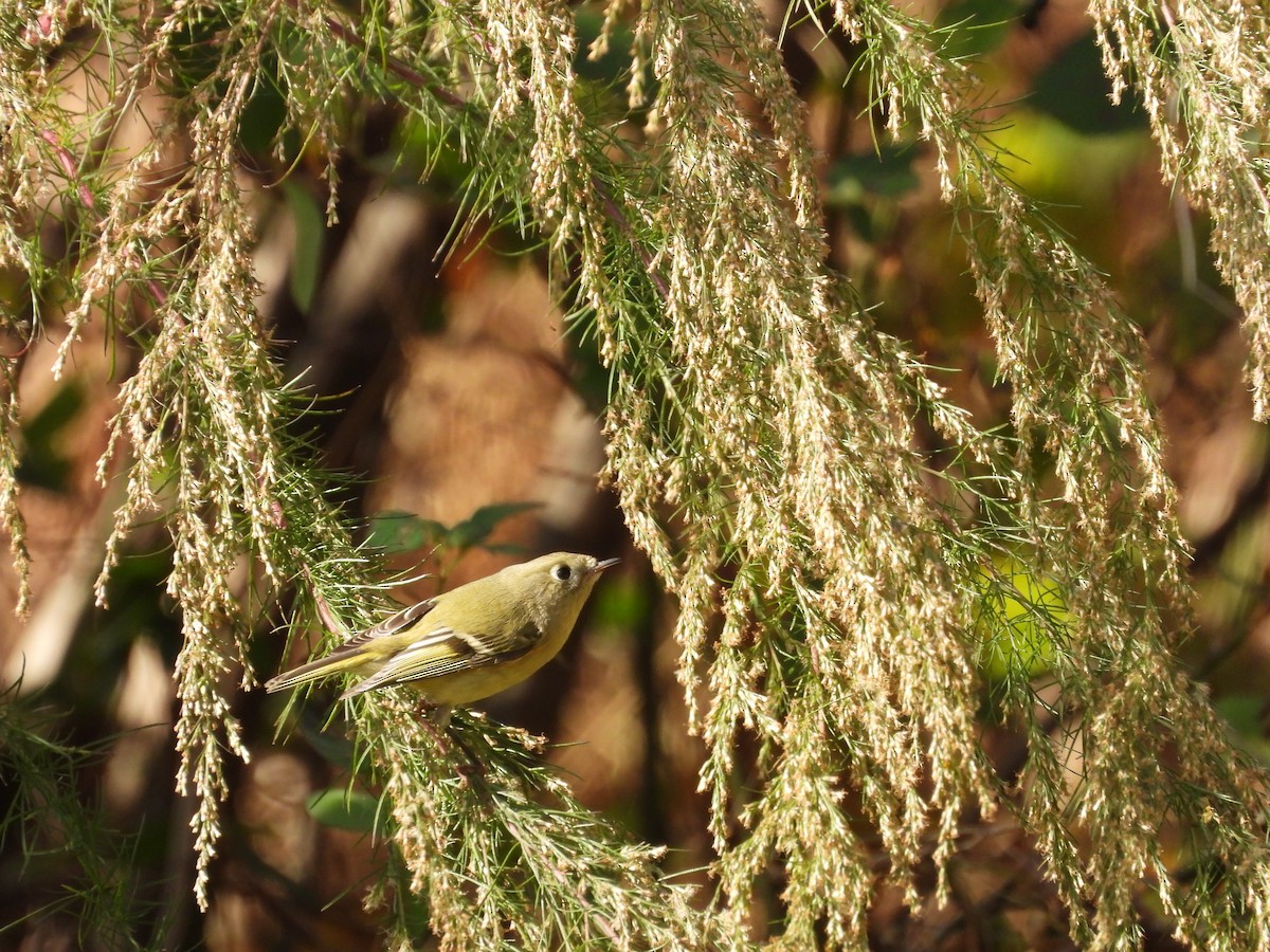 Ruby-crowned Kinglet - ML611048092