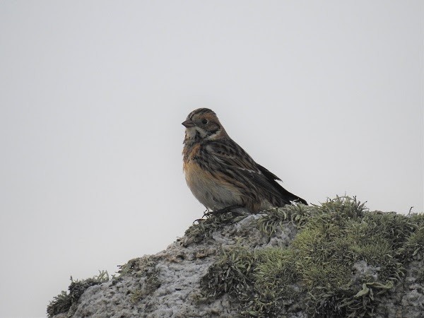 Lapland Longspur - ML611048095