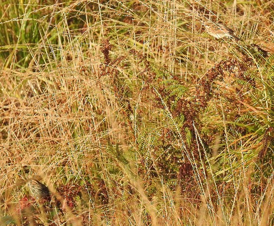 Little Bunting - ML611048109