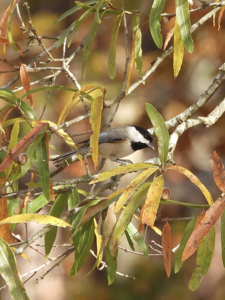 Carolina Chickadee - ML611048127