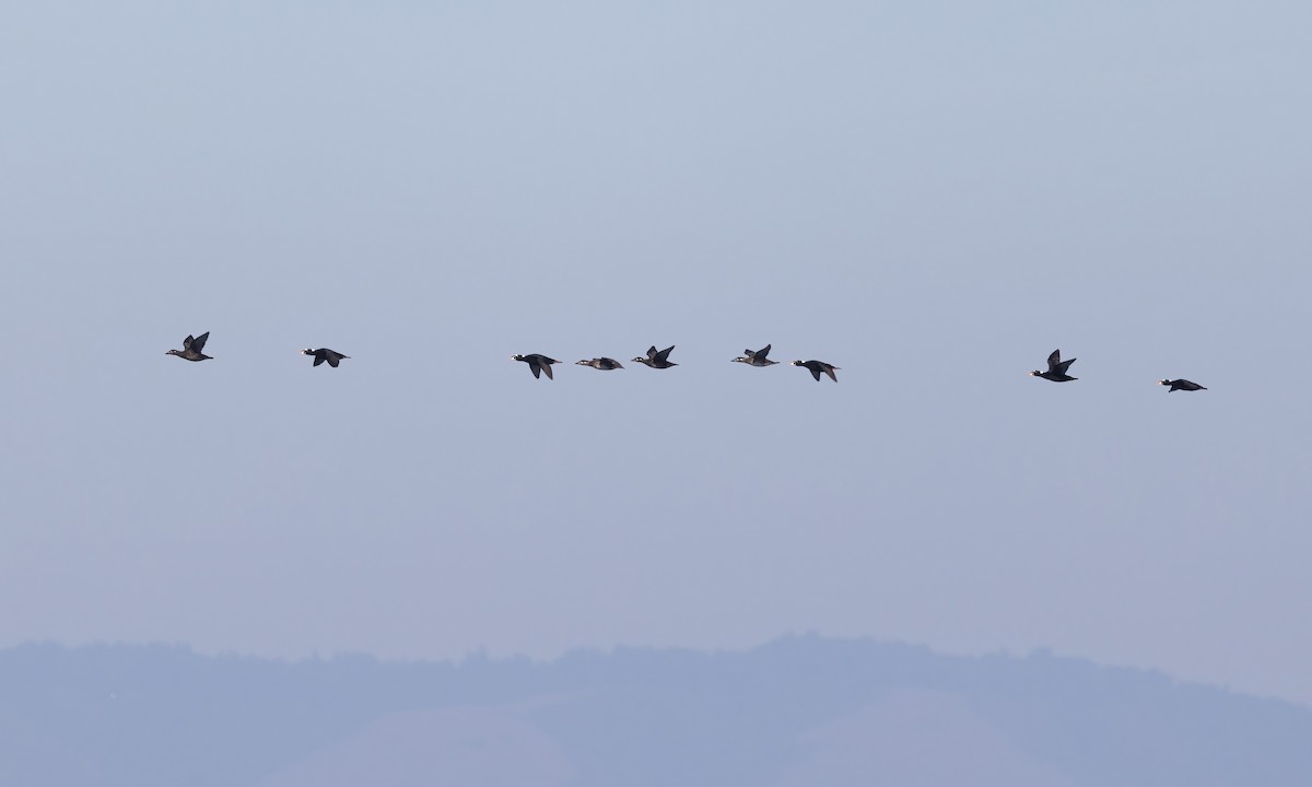 Surf Scoter - ML611048167