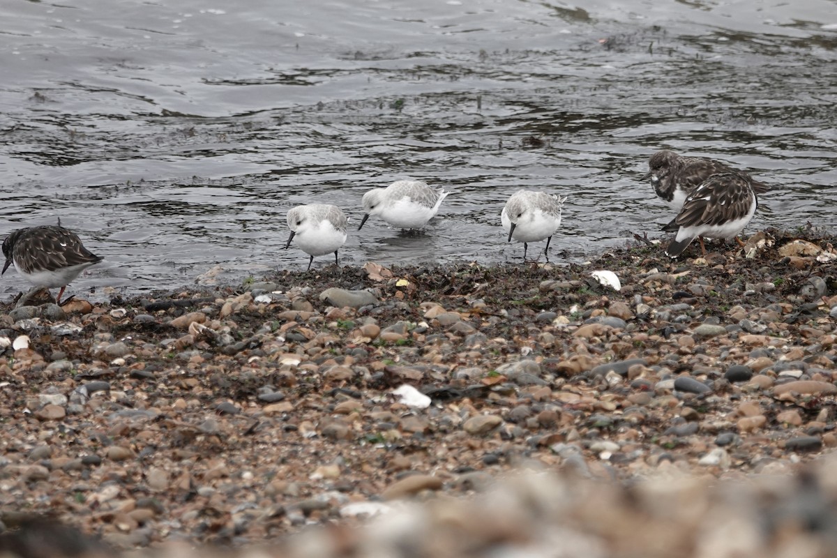 Sanderling - ML611048173