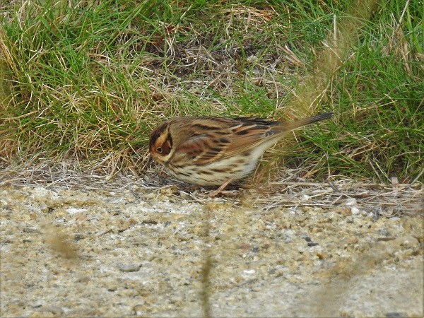 Little Bunting - Antony Faure