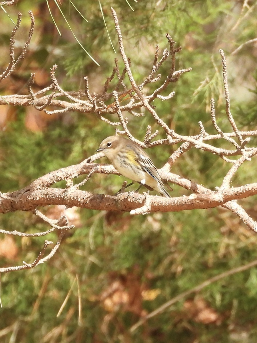 Yellow-rumped Warbler - ML611048216