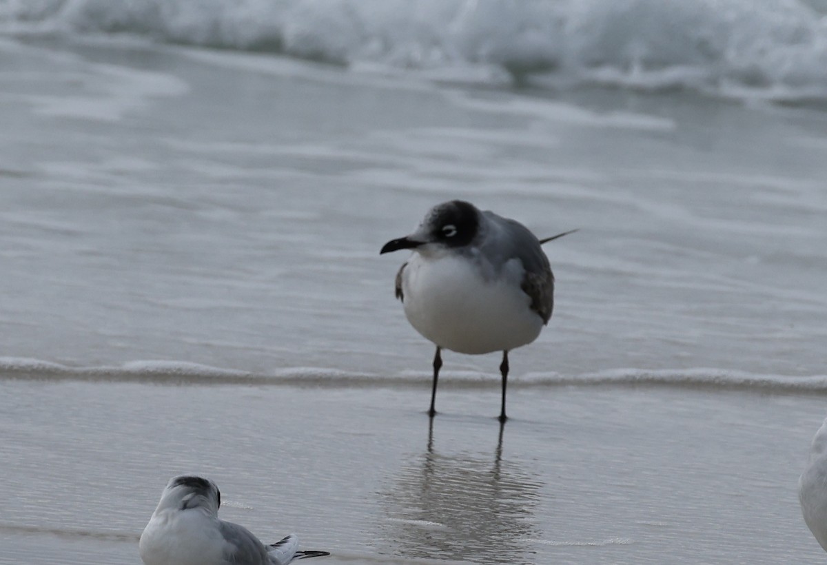 Franklin's Gull - ML611048265