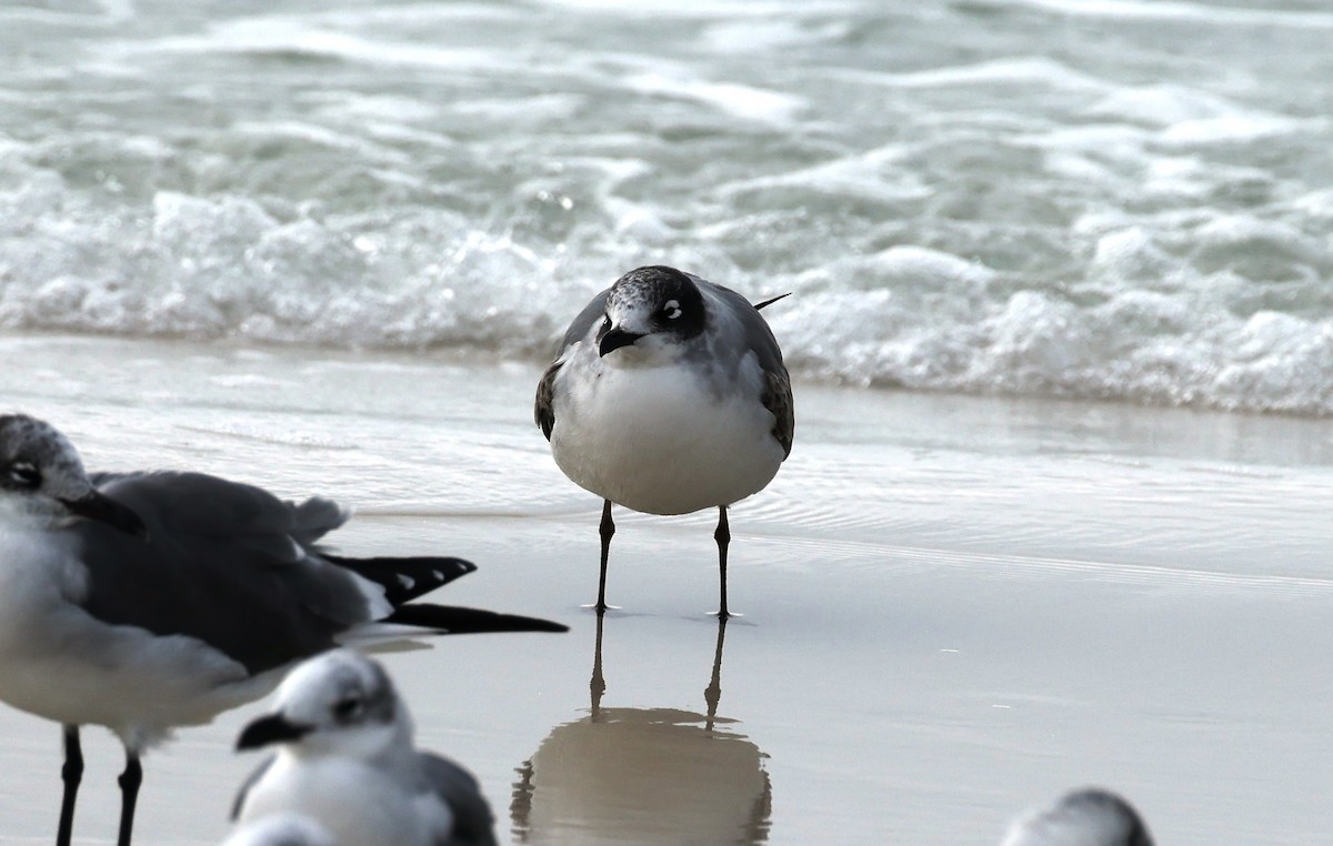 Franklin's Gull - ML611048282