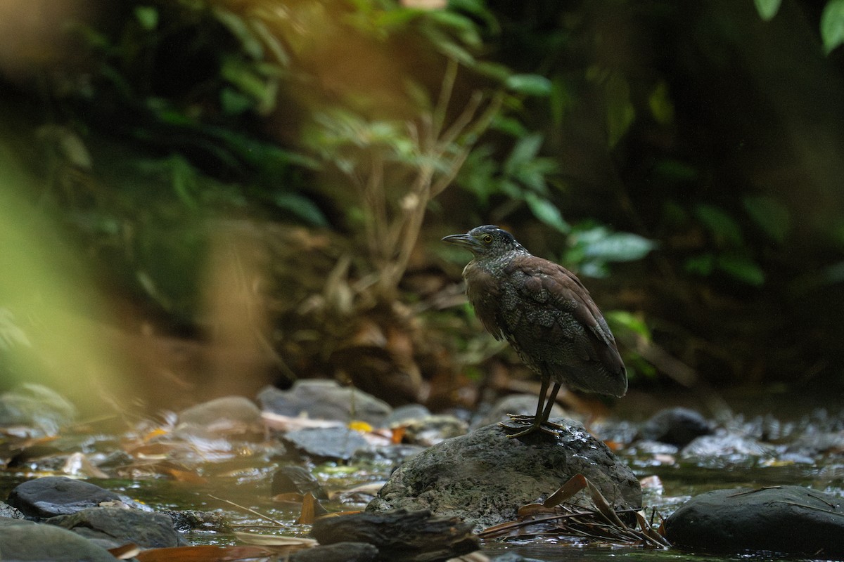 Malayan Night Heron - ML611048285