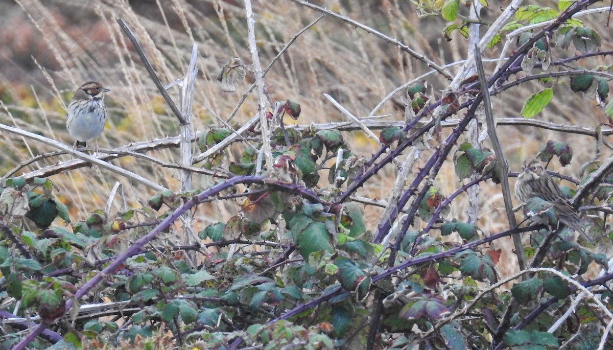 Little Bunting - ML611048341