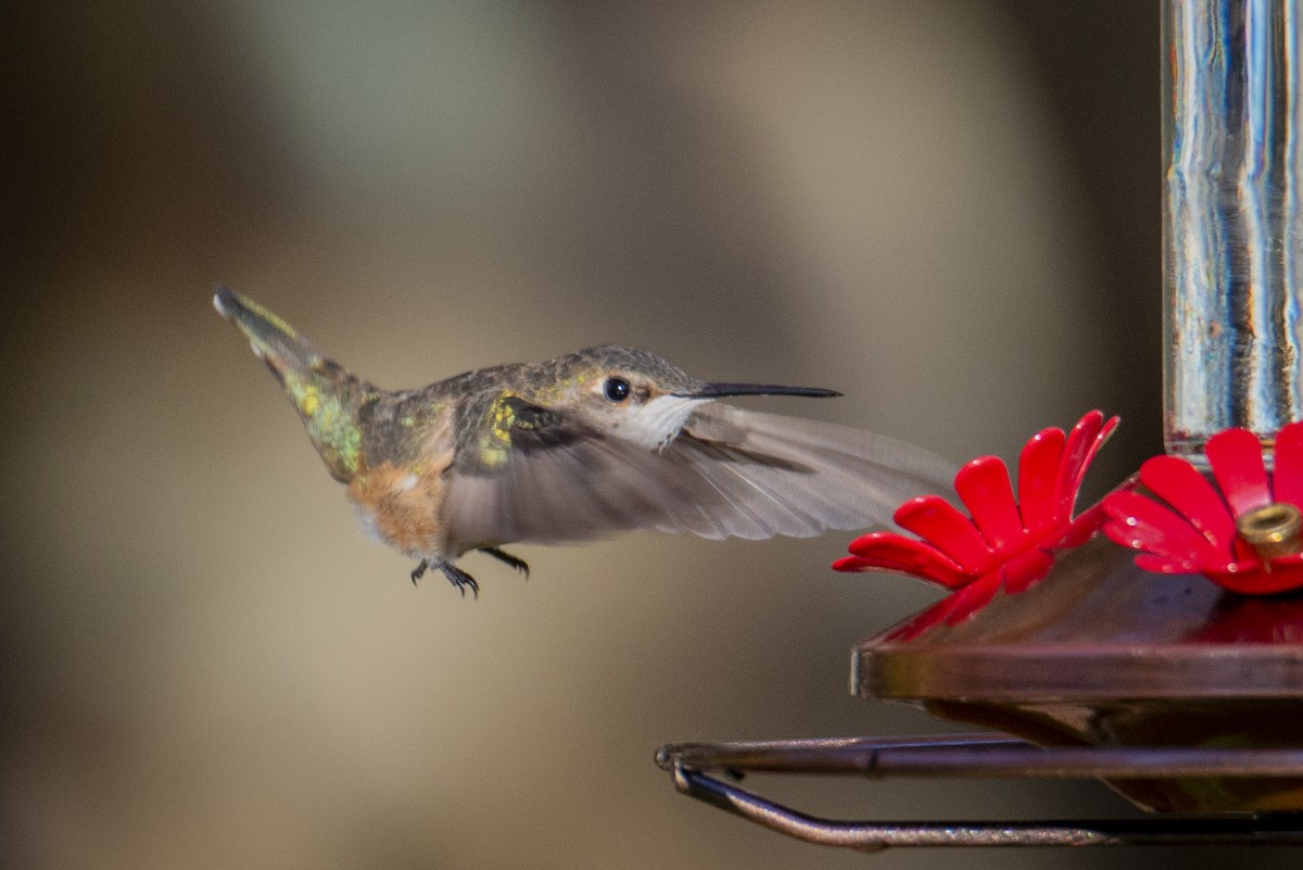 Rufous Hummingbird - Jesse LeBlanc