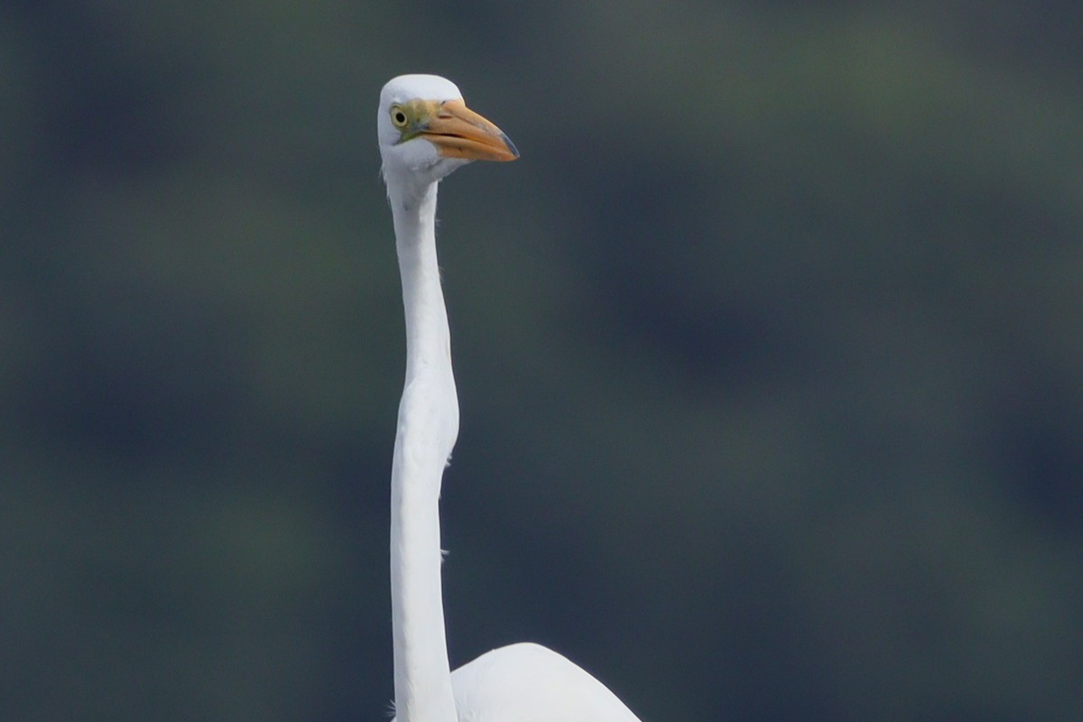 Great Egret - ML611048499