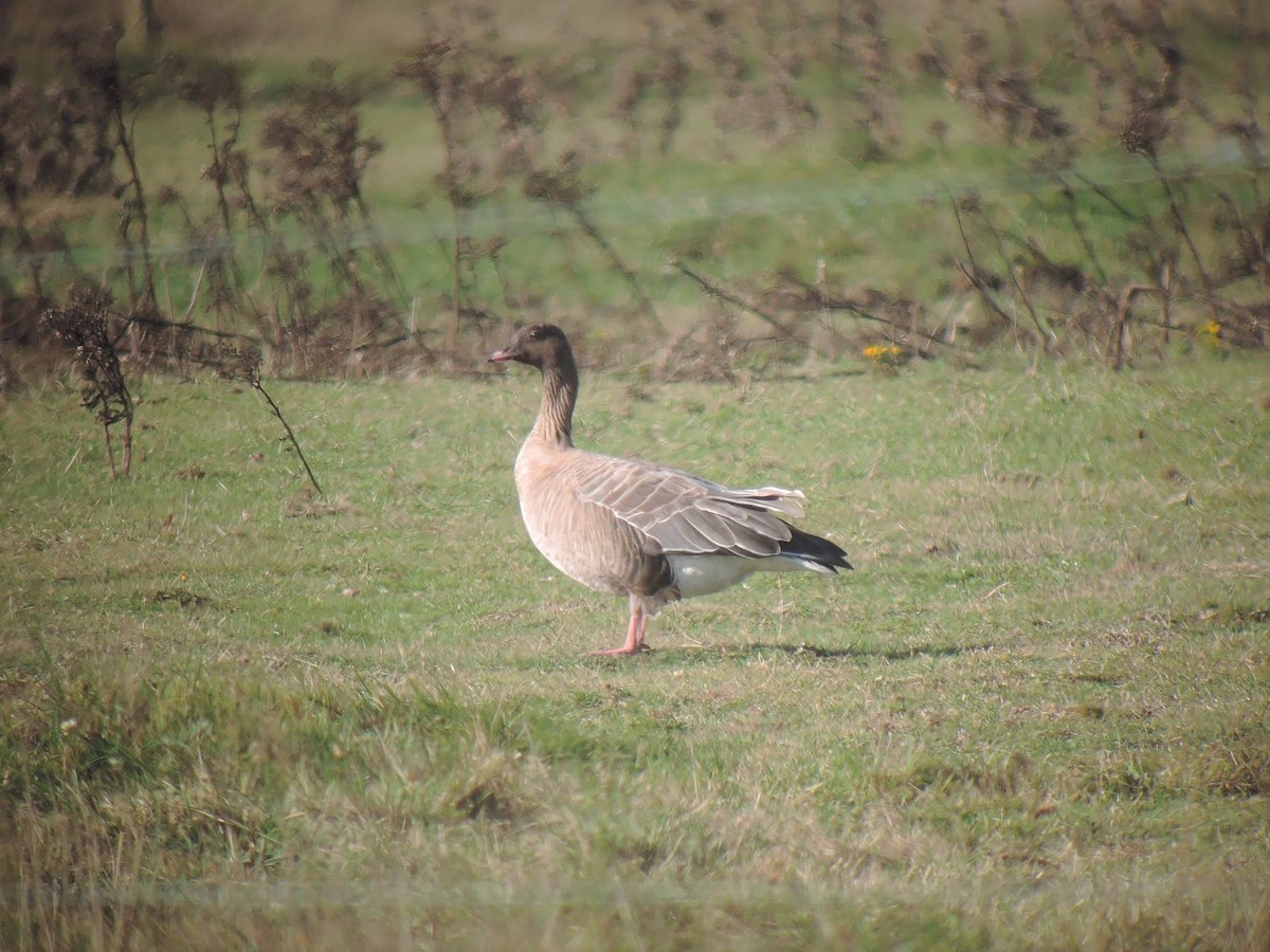 Pink-footed Goose - ML611048543