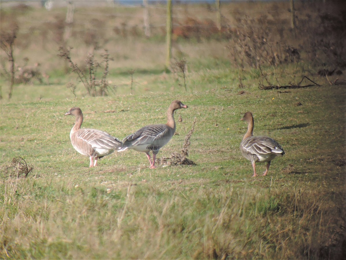 Pink-footed Goose - ML611048550