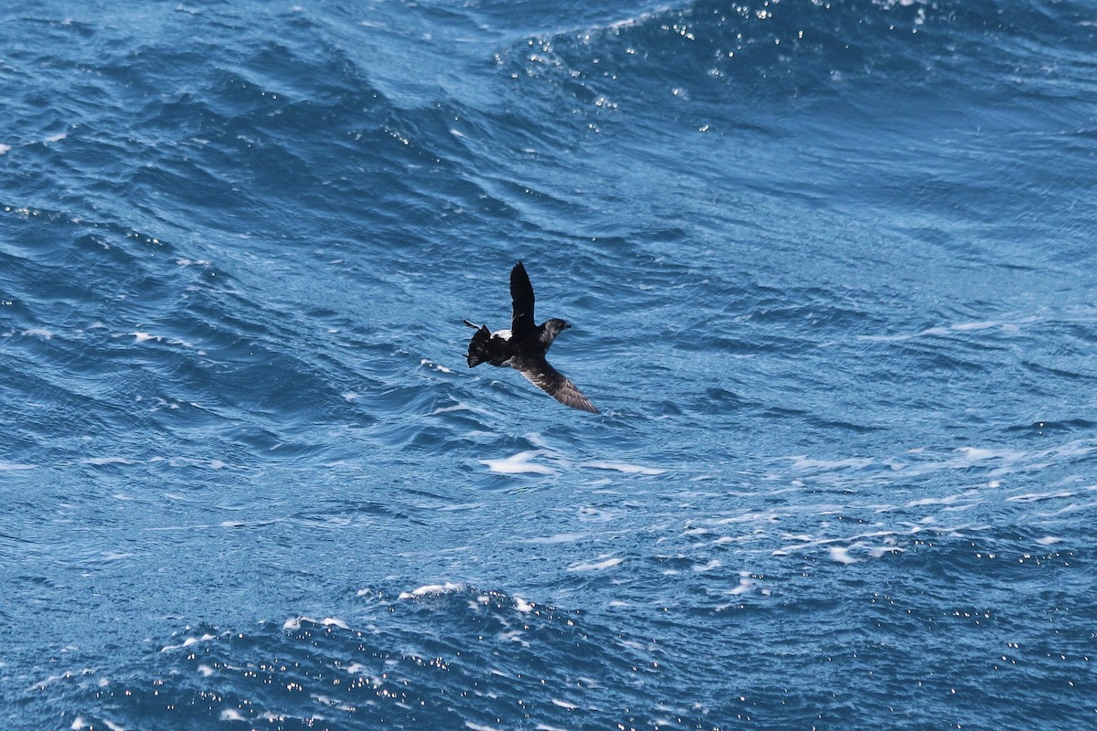 Common Diving-Petrel - Adrien Pajot