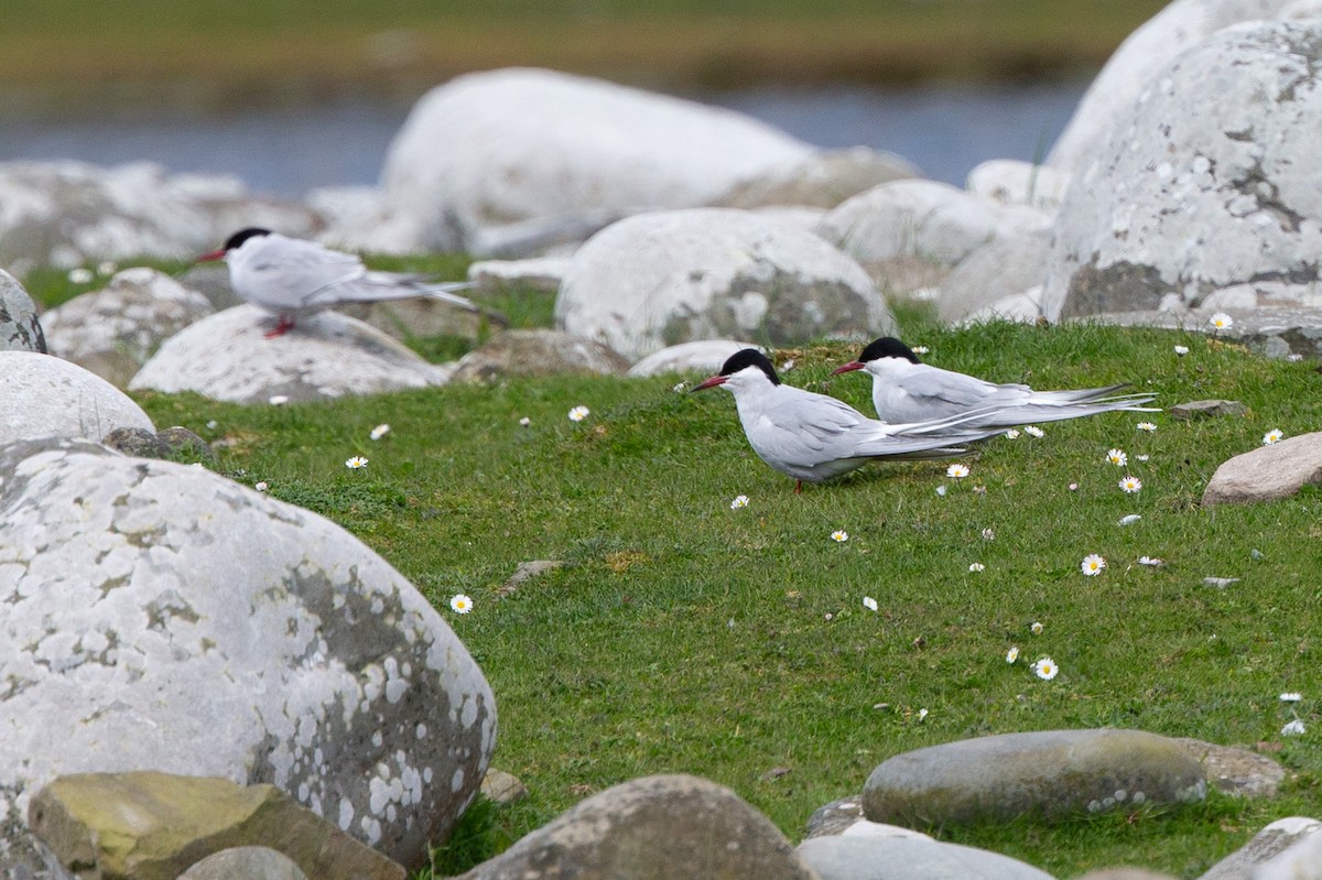 Arctic Tern - ML611048559