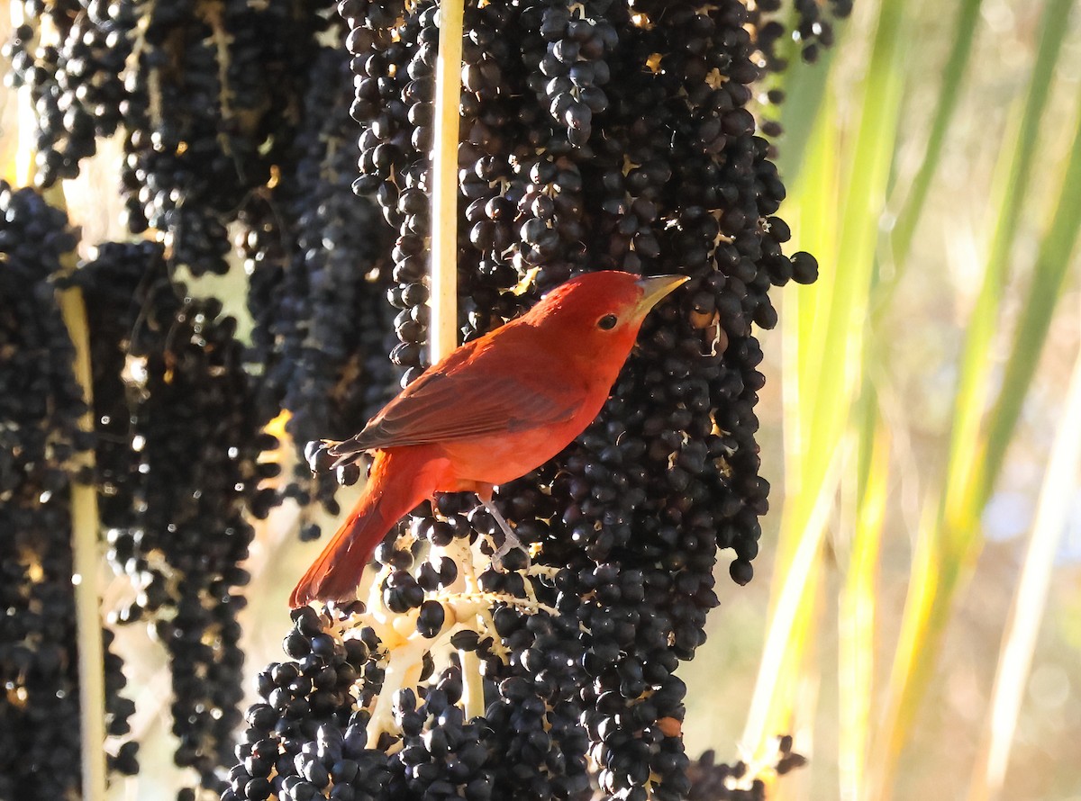 Piranga Roja - ML611048600