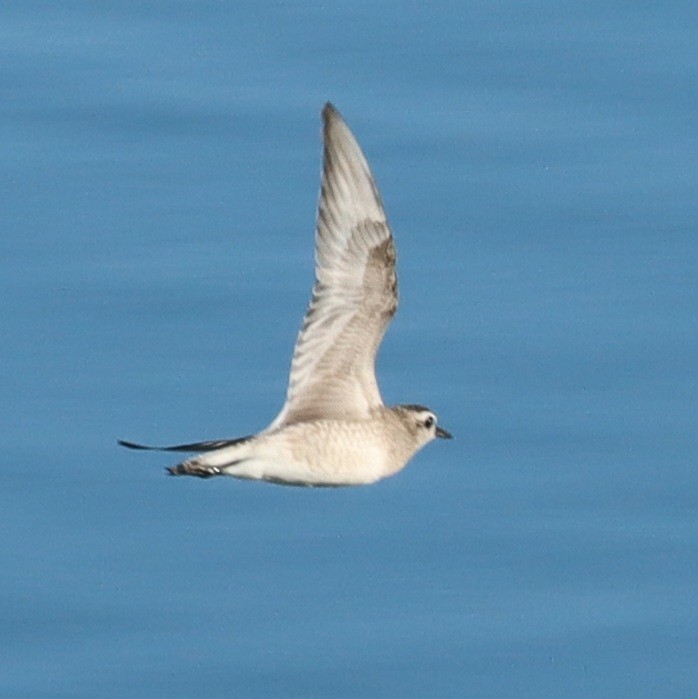 American Golden-Plover - Brad Biggerstaff