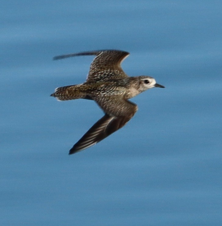 American Golden-Plover - Brad Biggerstaff