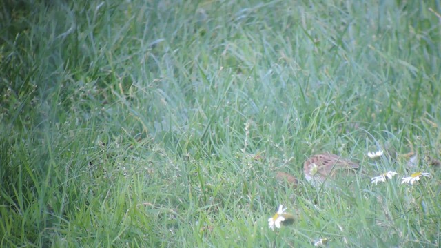 Rustic Bunting - ML611048707