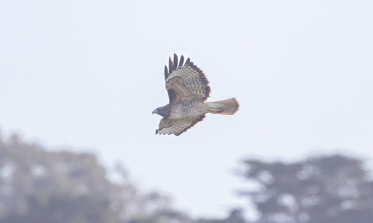 Red-tailed Hawk (calurus/alascensis) - ML611048747