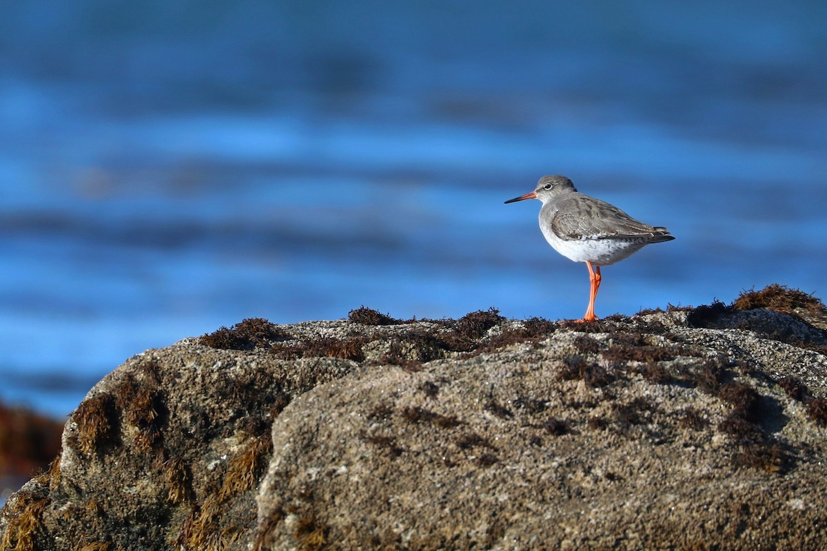 Common Redshank - ML611048776