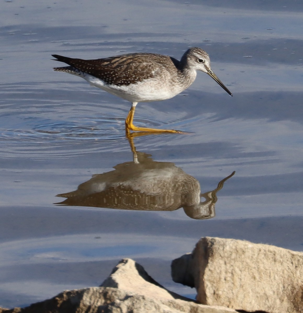 Greater Yellowlegs - ML611048789