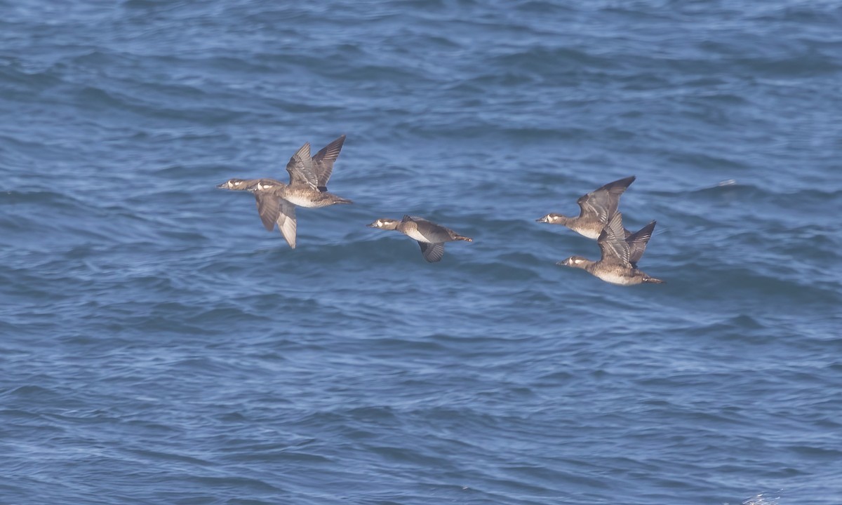 Surf Scoter - ML611048799