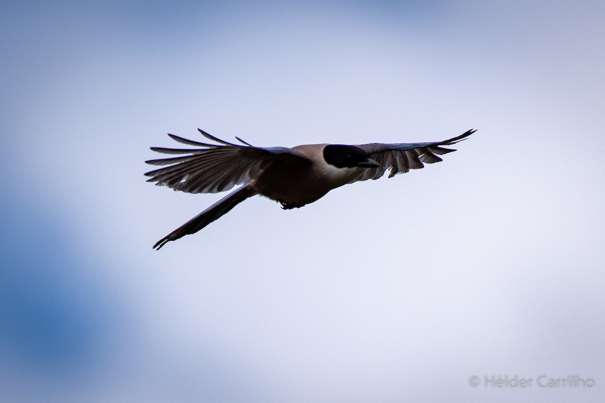 Iberian Magpie - ML611048895