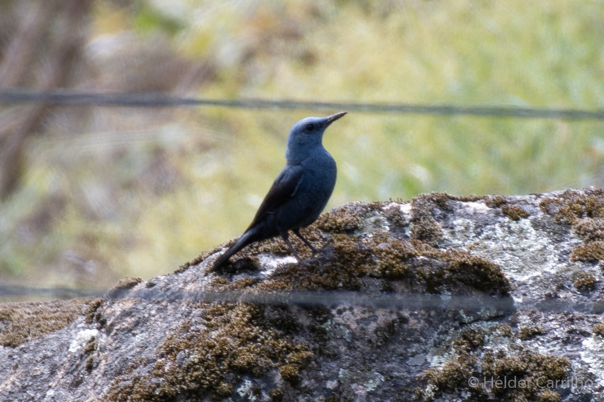 Blue Rock-Thrush - ML611048898