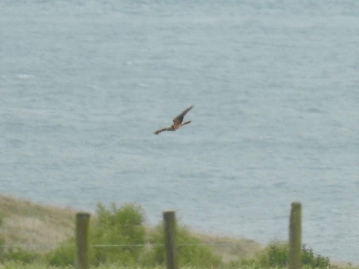 Pallid Harrier - ML611048915