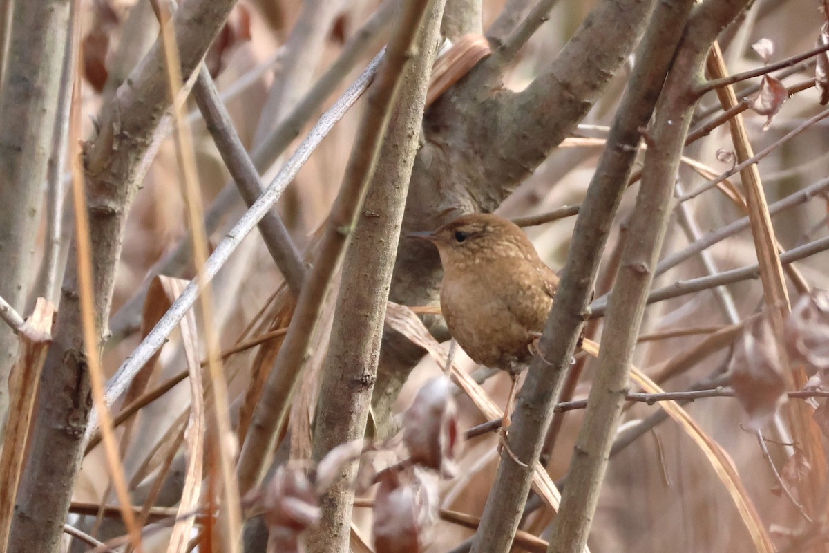 Winter Wren - ML611048938