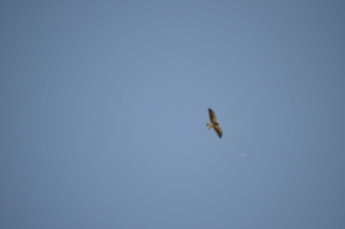 Swainson's Hawk - ML611049131