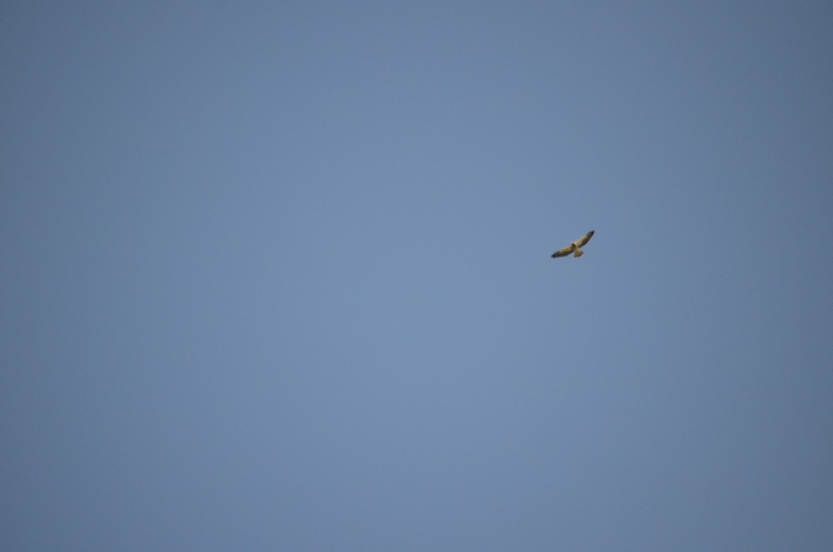 Swainson's Hawk - ML611049132