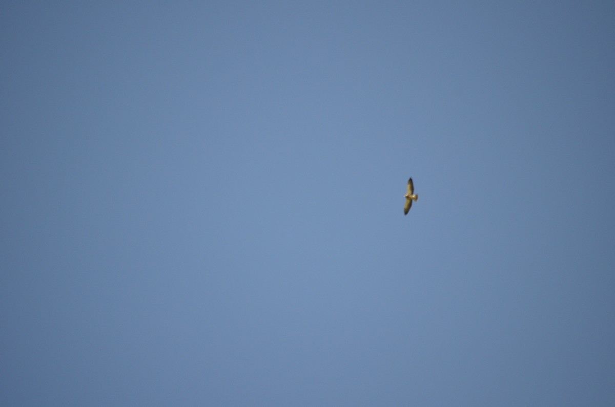 Swainson's Hawk - ML611049133