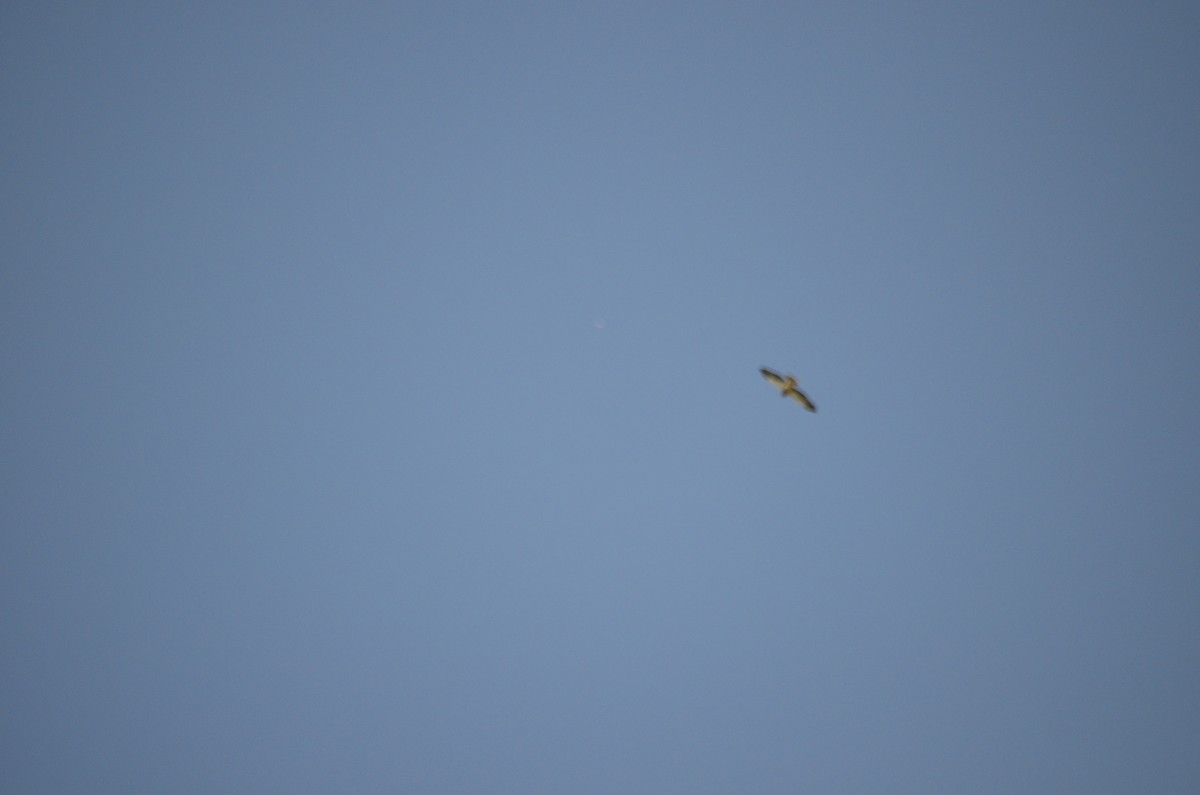 Swainson's Hawk - ML611049134