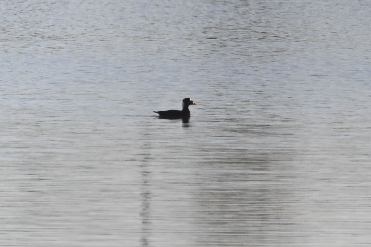 Surf Scoter - ML611049150