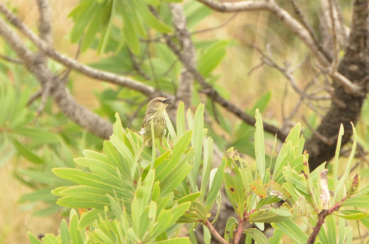 Prinia del Drakensberg - ML611049152